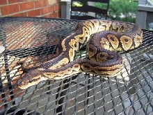 07 Male Cinny Sire3