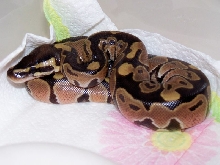 07 Normal Female