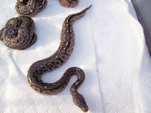 08 Female Cinny