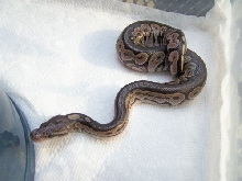 08 Male Cinny2
