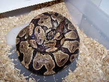 2nd Clutch of '07