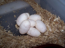 2nd Clutch of '07 2