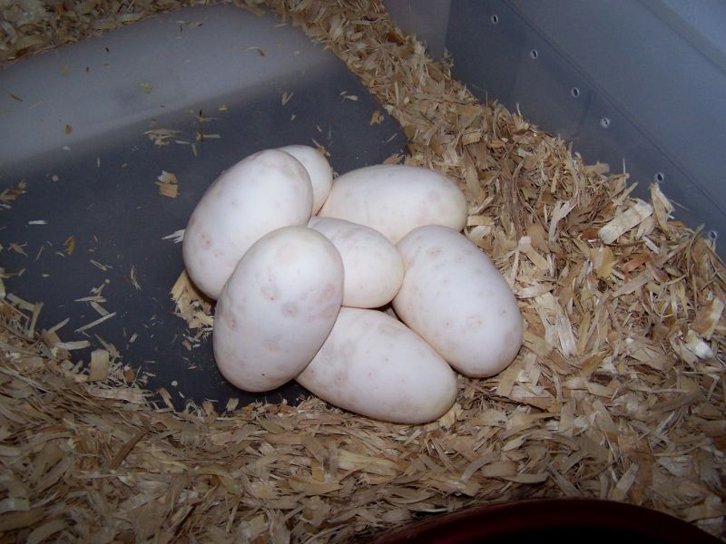 2nd Clutch of '07 2