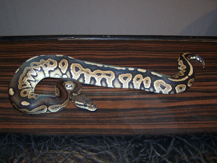 Other male Cinny