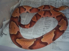 Adult Male Southern Copperhead