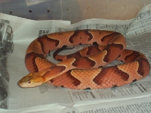 Adult Male Contorix from Side