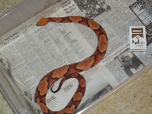Size Comparison