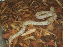 Baby Male Hypo Contorix