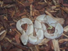 Baby Hypo Close Up
