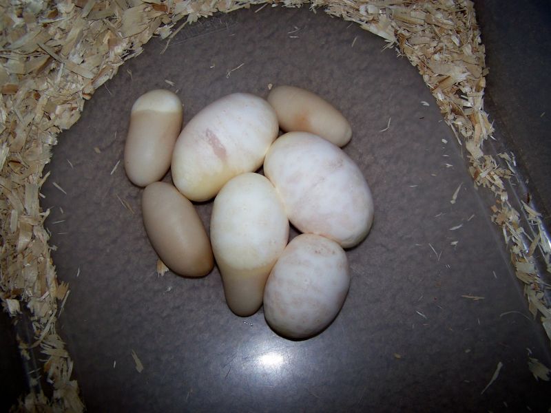 Big Female Slugs