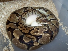 Big Female on Eggs