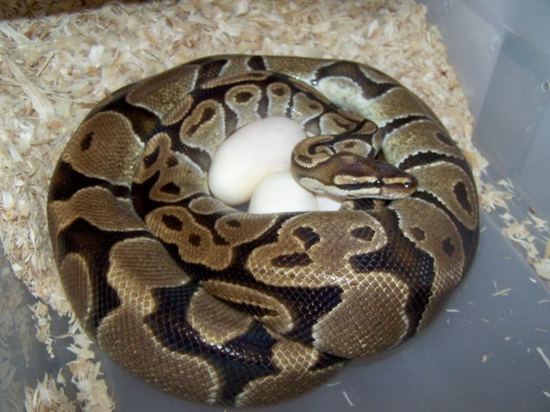 Big Female on Eggs