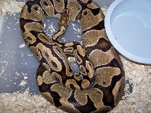 3000 Gram female ovulating2