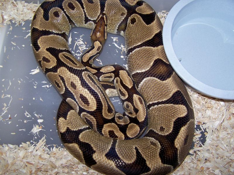 3000 Gram female ovulating2