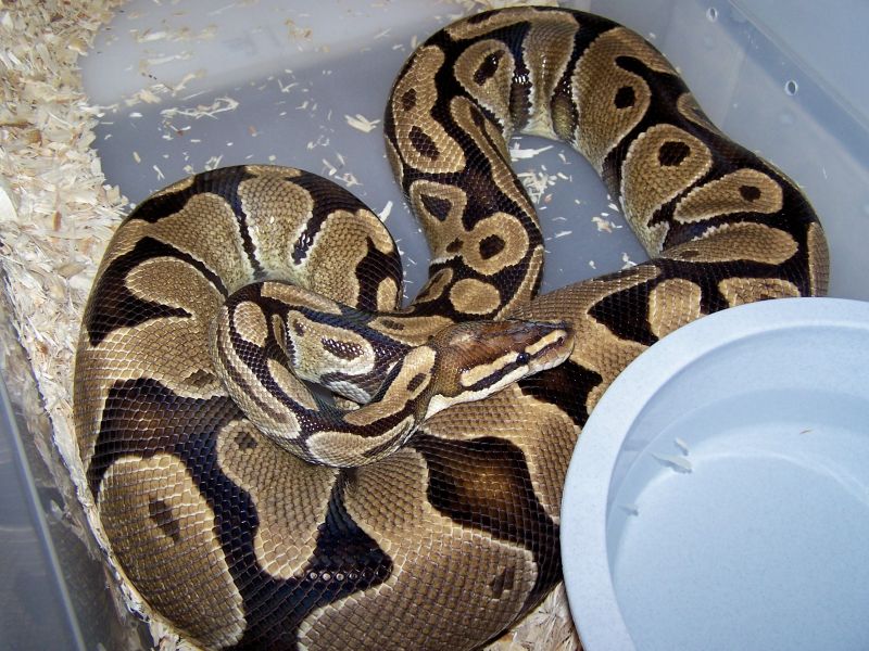 3000 Gram female ovulating