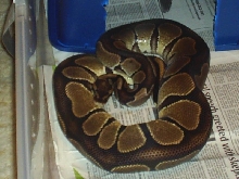 Mama Black Back
