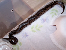 07 Black Back Male Cinny