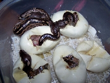 Cinnies