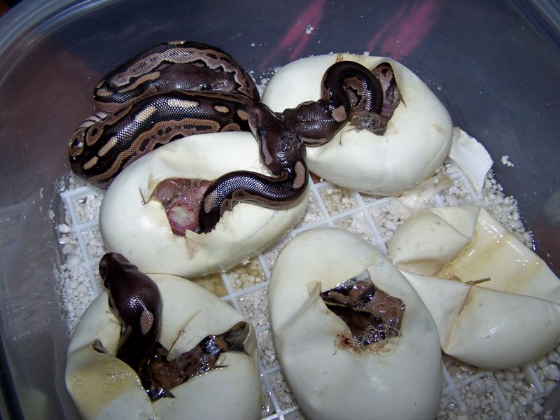 Cinnies