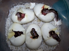 Cinnies Hatching