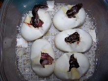 Cinnies Hatching 2