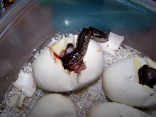 Cinnies Hatching 3