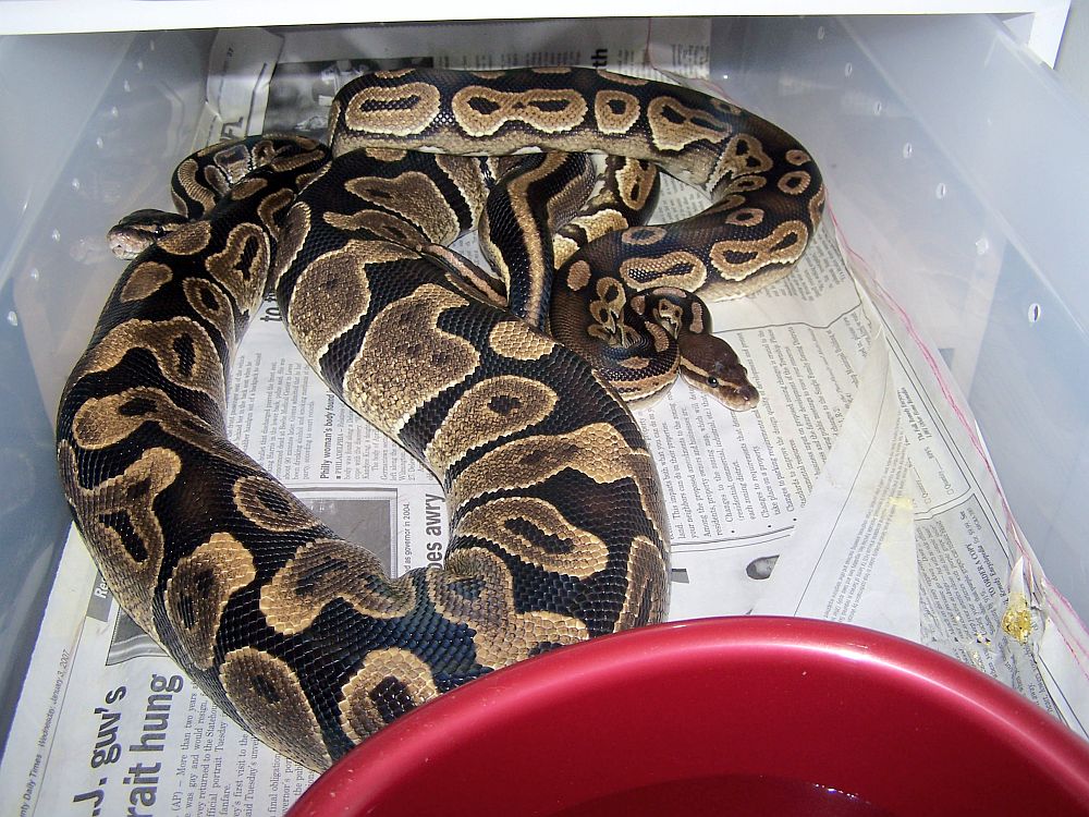 Cinny Breeding
