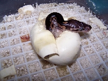 Cinny Hatching