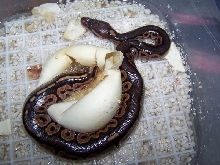 Cinny Hatching2