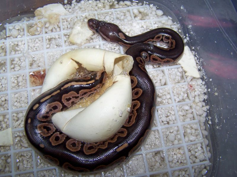 Cinny Hatching2