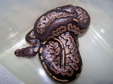 Cinny Males