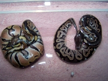 Cinny and Normal