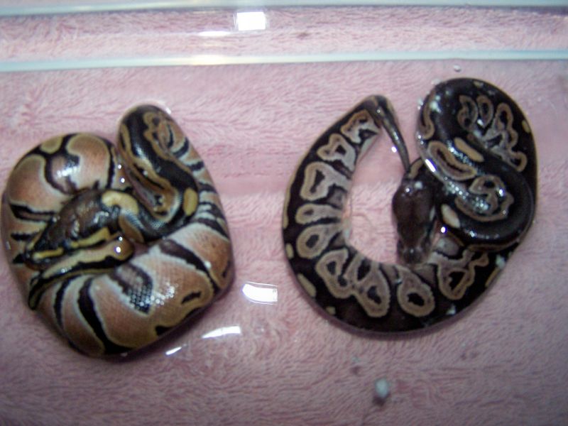 Cinny and Normal