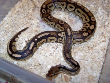 Proven male cinny 2