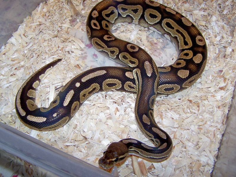 Proven male cinny 2