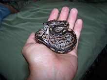 Cinny in Hand