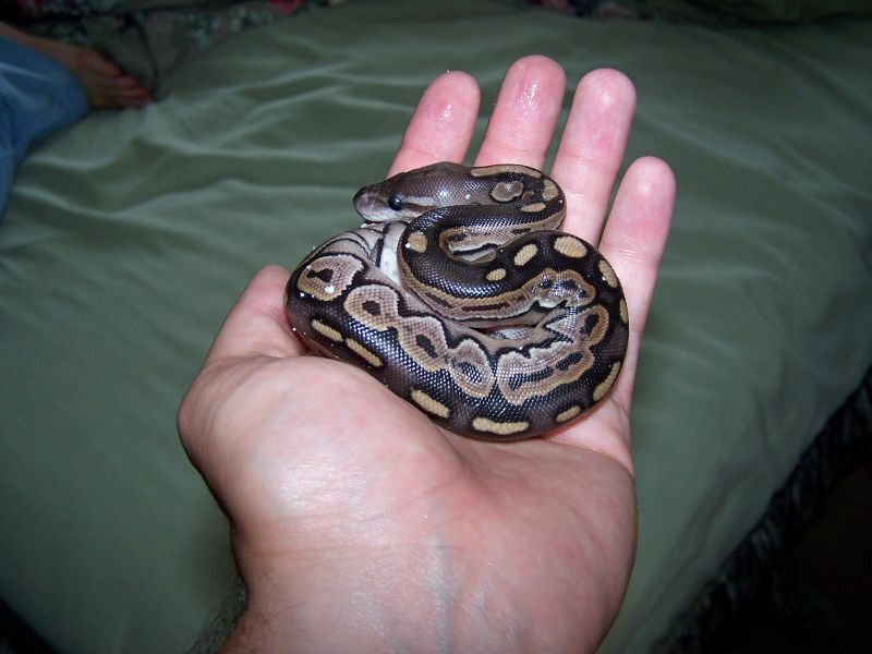 Cinny in Hand