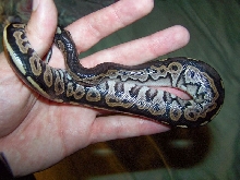 Cinny in Hand2
