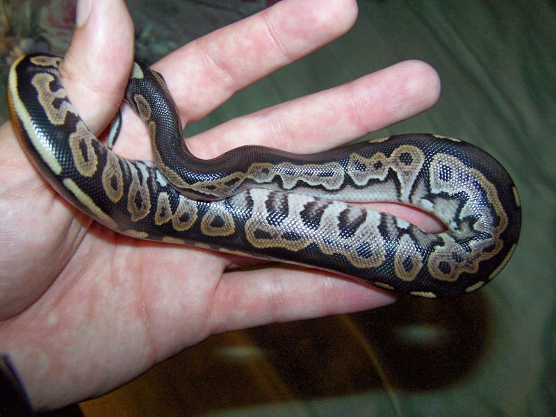 Cinny in Hand2