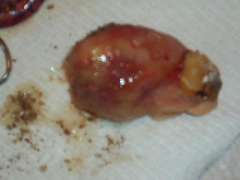 Yolk?