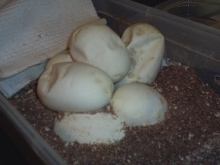 Egg before dissecting