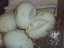 Egg before dissecting 2