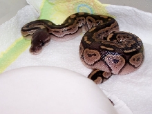 07 Female Cinny
