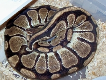 07 Female Ready to Lay