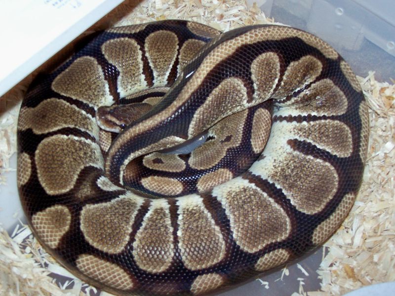 07 Female Ready to Lay