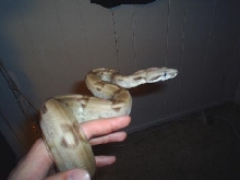 Male Dominant Ghost