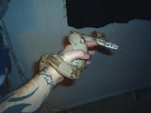 Ghost 2