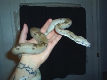 Ghost 3
