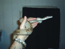 Ghost 5