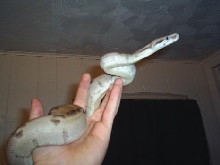 Ghost 6